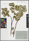 Foto von Salix arctica Pall.